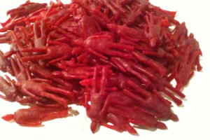 Image courtesy of <a href="http://www.kylestrahm.com">Kyle Strahm</a>