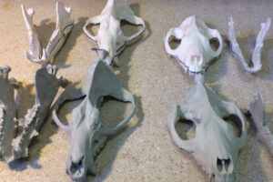 Image courtesy of Staab Studios